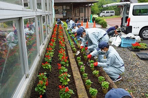 花壇の植栽実習