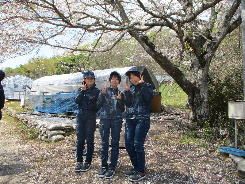 【地域生活科】花壇苗予約販売のご案内