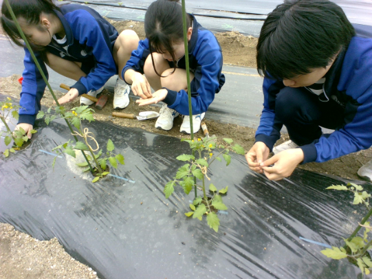 ２年生総合進学類型　「農業と環境」の授業で野菜を植えました！