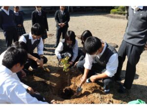 イロハモミジを植えました
