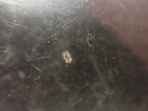 【グリーンライフコース】鉢花分野の活動紹介４