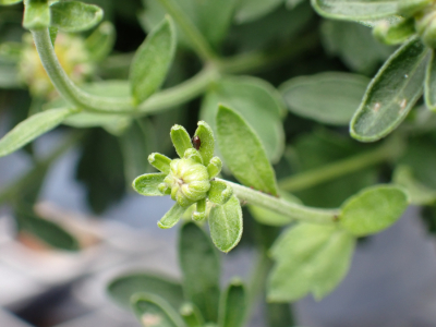 【グリーンライフコース】鉢花分野の活動紹介７