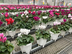 【お知らせ】精研農場　農産物（シクラメン・葉ボタン）予約販売のご案内