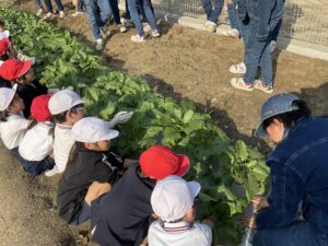 井原小学校1年生とカブの収穫交流