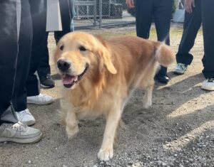 アニマルセラピー受講