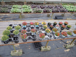 【グリーンライフコース】鉢花分野の活動紹介１０