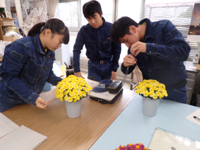 【グリーンライフコース】鉢花分野の活動紹介１１