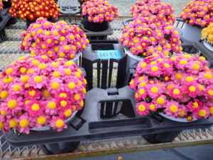 【グリーンライフコース】鉢花分野の活動紹介１２