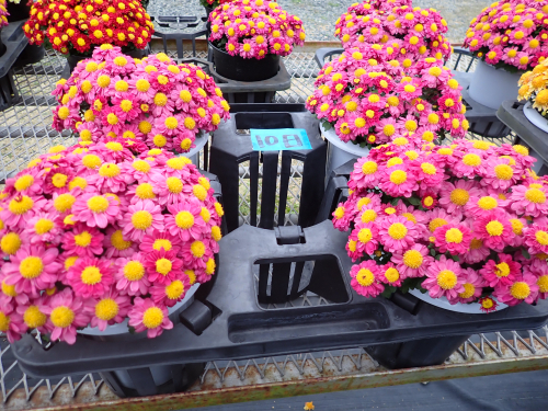 【グリーンライフコース】鉢花分野の活動紹介１２