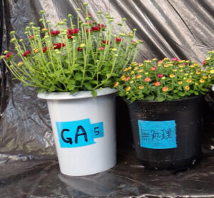 【グリーンライフコース】鉢花分野の活動紹介９