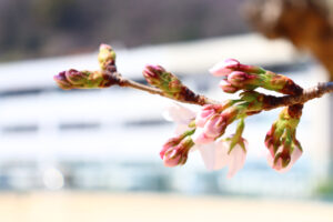 校庭の桜が咲きました！