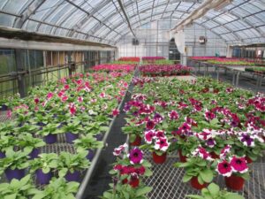 【グリーンライフコース】花壇苗予約販売のお知らせ